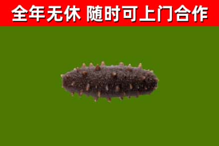 三明回收海参干